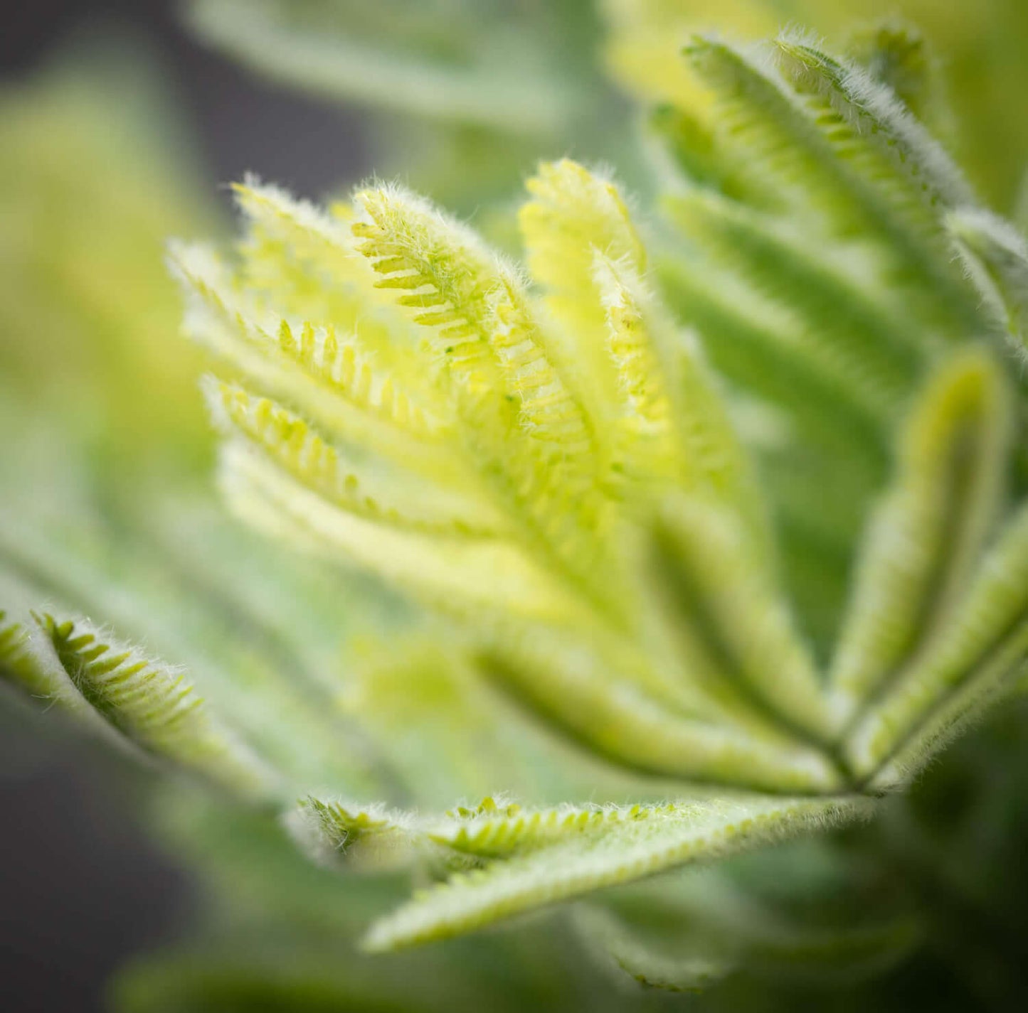 Fuzzy Leaf 16" Bush