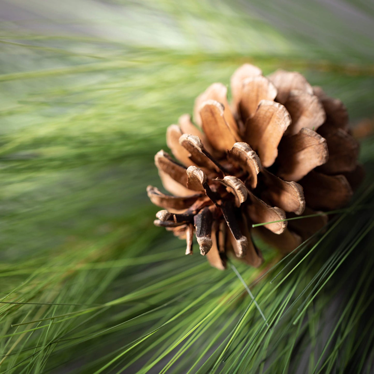 Long Pine & Pinecone 21" Pick