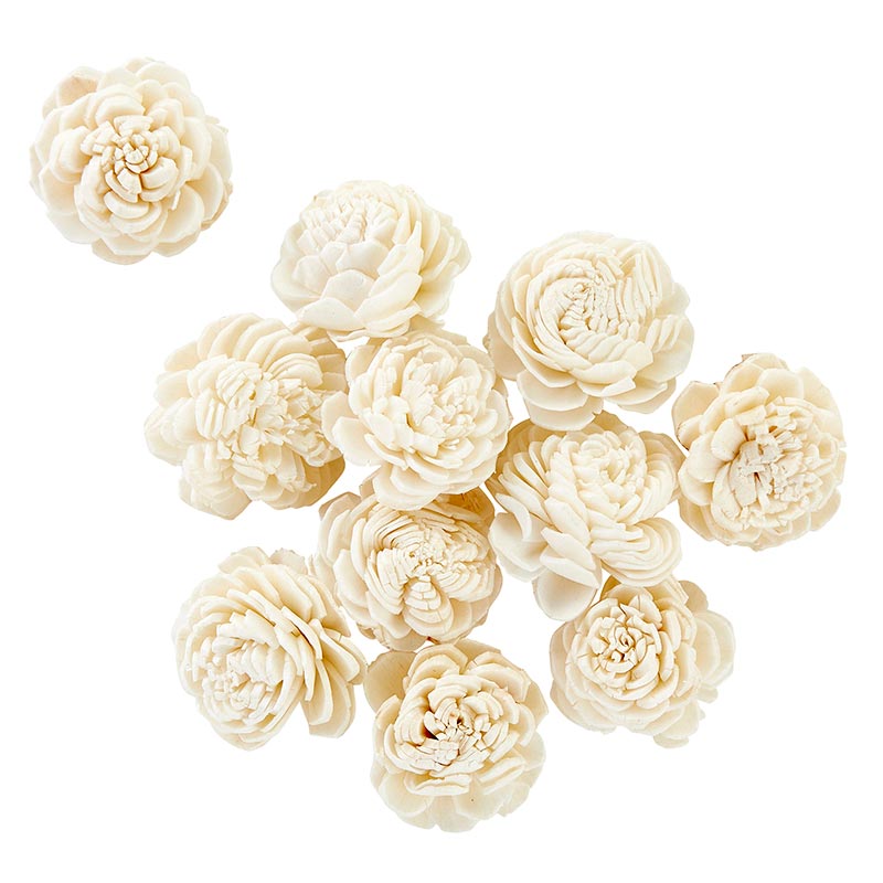 Dried Shell Flower