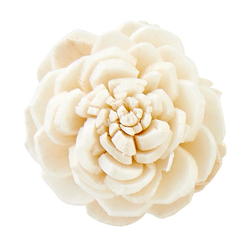 Dried Shell Flower
