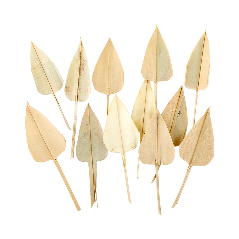 Dried 7" Arrow Palm Leaves